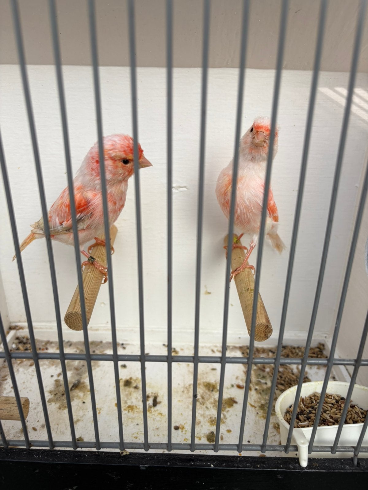 Koppel rood mozaïek, Meerdere dieren, Kleurkanarie