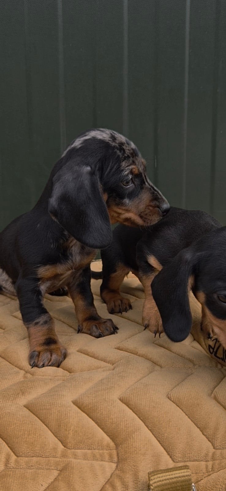 Dwergteckel puppy's, Dieren en Toebehoren, 8 tot 15 weken, Korthaar, Dwerg, Meerdere
