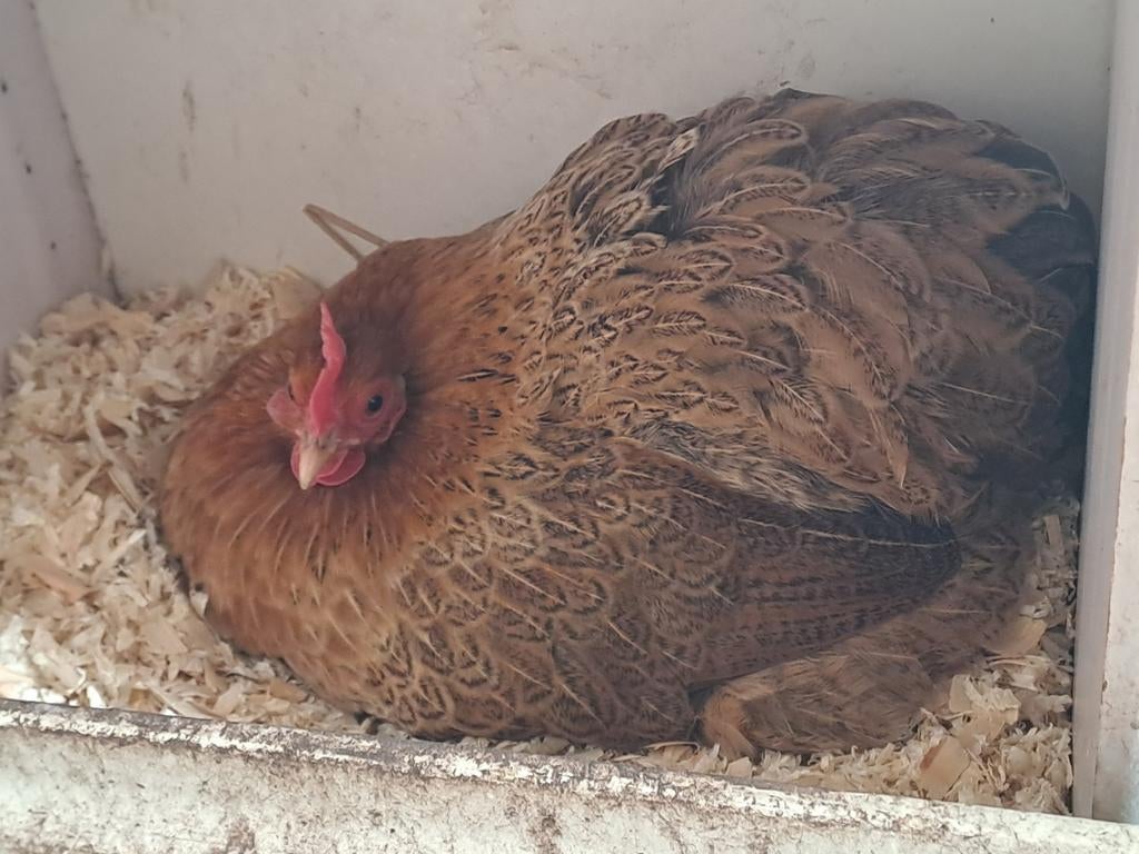 Broedeieren cochin krielkip, Dieren en Toebehoren, Pluimvee, Geslacht onbekend, Kip