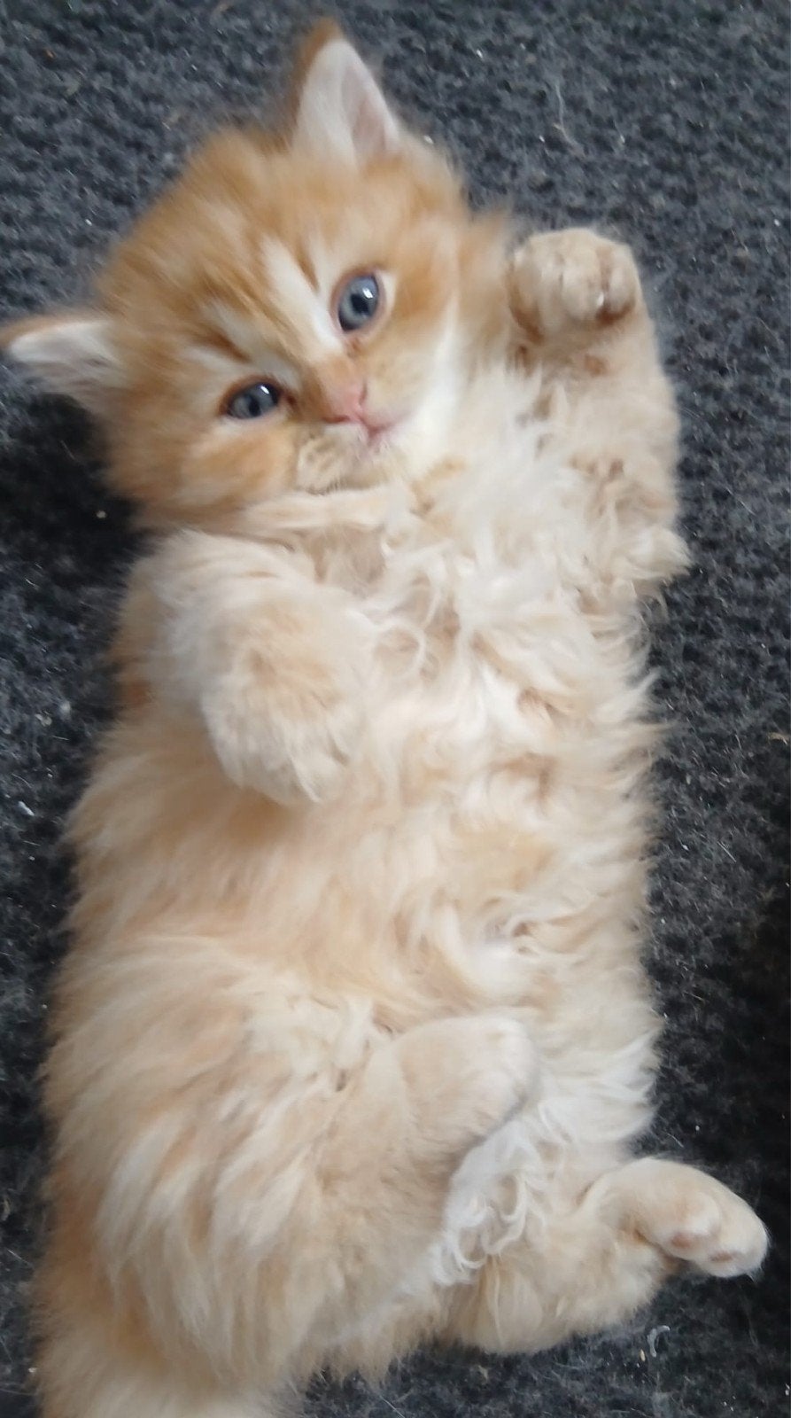 Zeer mooie Britse Langhaar Kittens, Dieren en Toebehoren, Meerdere dieren, Gechipt, 0 tot 2 jaar