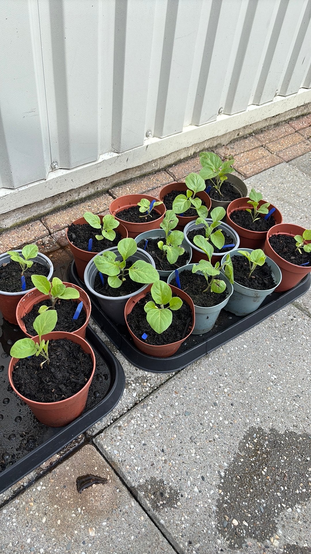 Aubergine stekjes, Tuin en Terras, Planten | Tuinplanten, Ophalen, Overige soorten, Volle zon