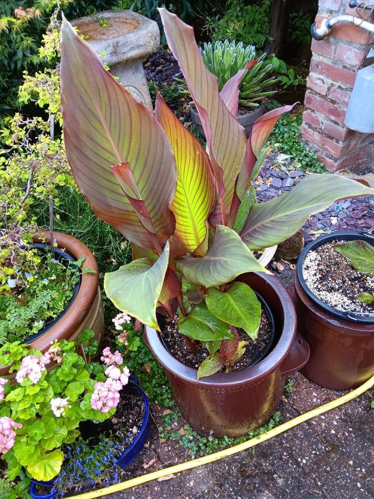 Canna, Volle zon, Vaste plant, Zomer, Ophalen