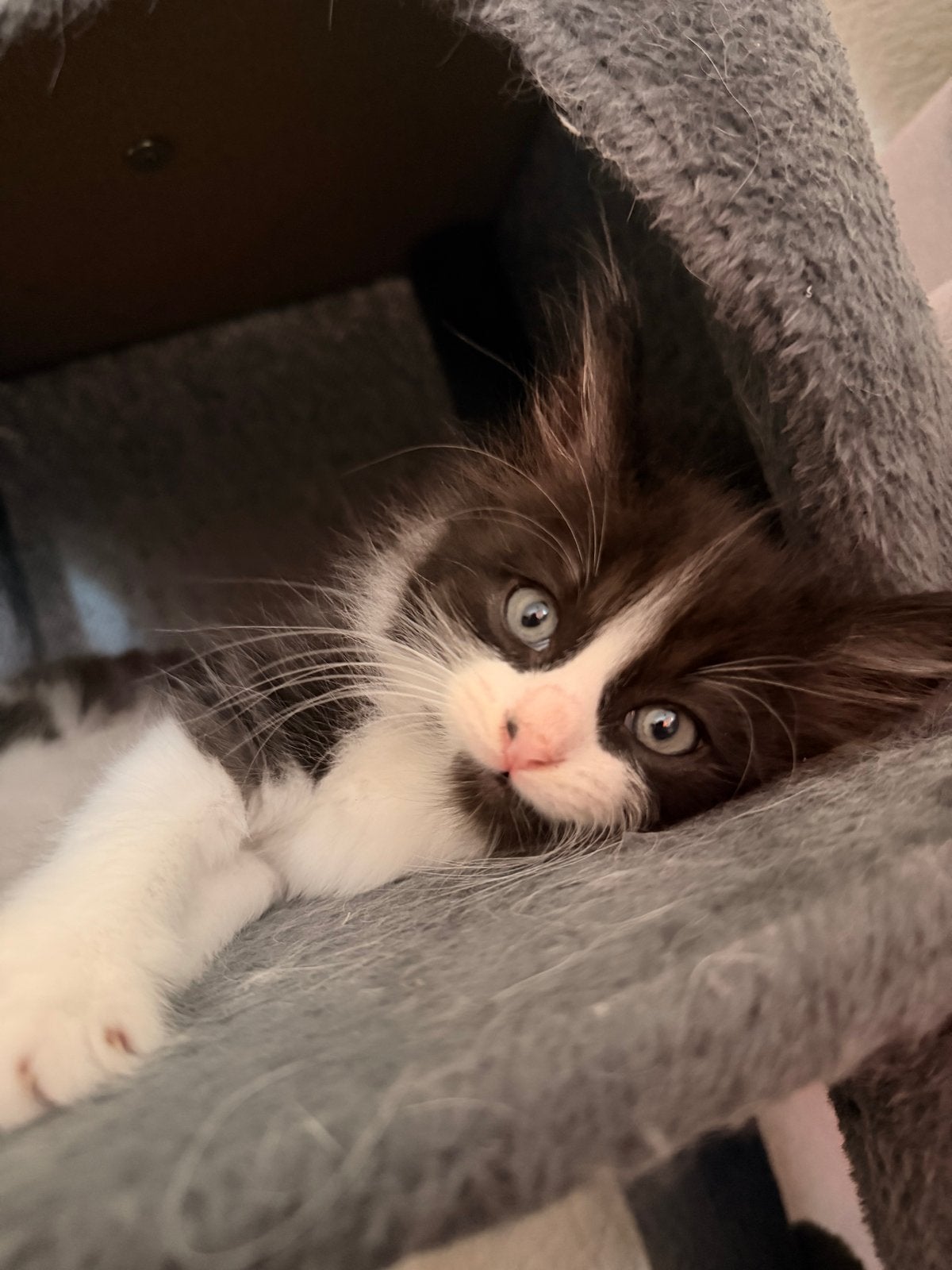 Ragdoll kittens, Dieren en Toebehoren