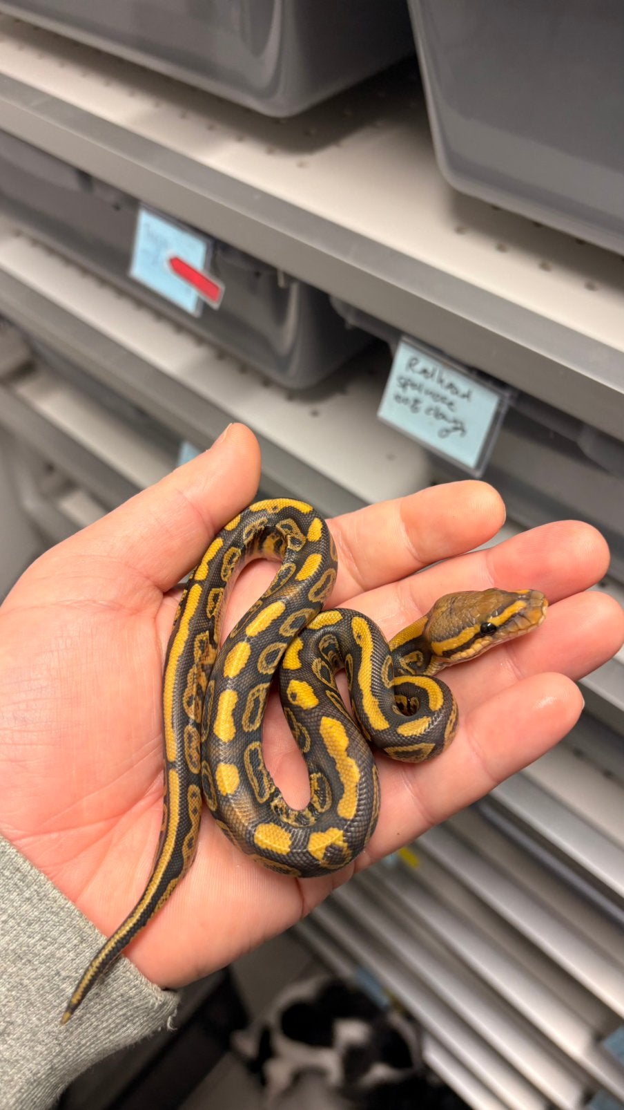 0.1 cypress hypo 100% het clown ball python
