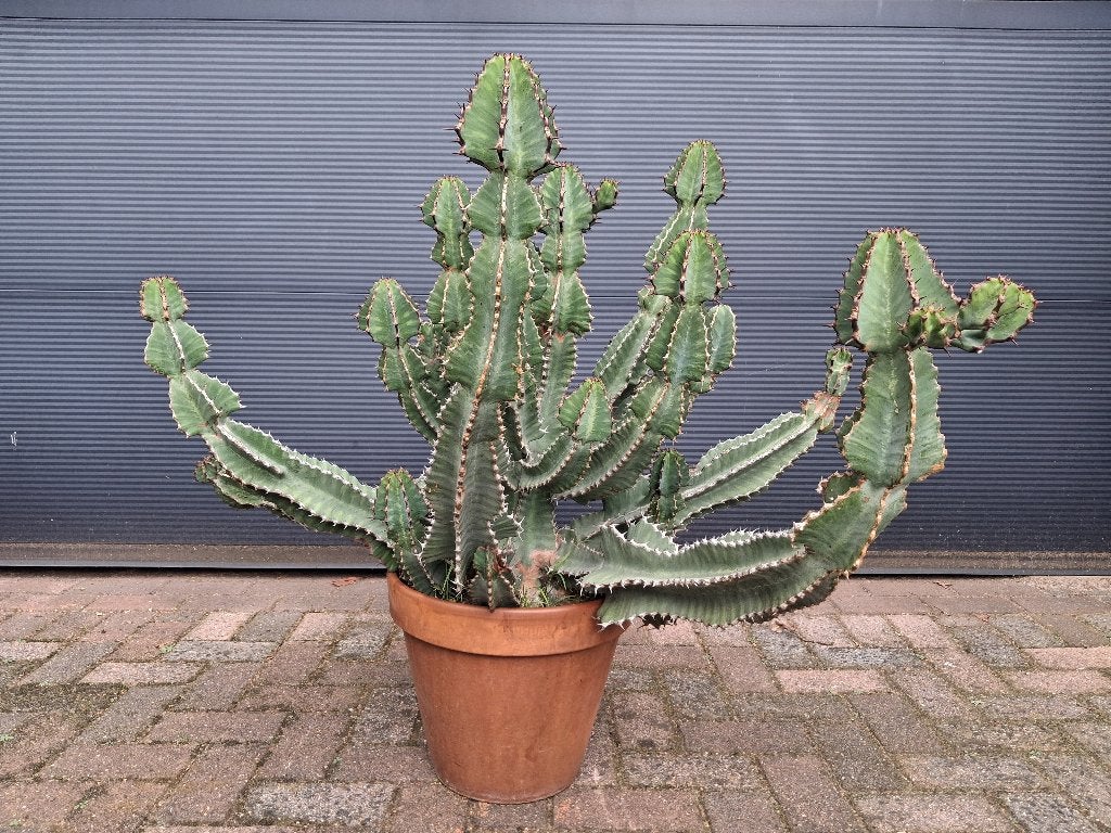 Euphorbia Cooperi Transvaal-kandelaarboom/Afrikaanse Melkbos, Volle zon, Vaste plant, Bloeit niet, Ophalen