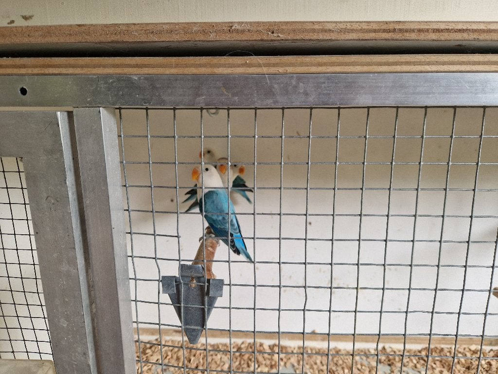 Agapornis fischeri, Geslacht onbekend, Dwergpapegaai of Agapornis, Geringd
