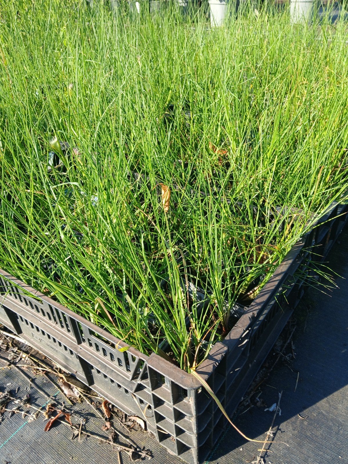 Lampenpoetsergras Pennisetum Hameln - Siergras, Volle zon, Vaste plant, Siergrassen, Ophalen of Verzenden