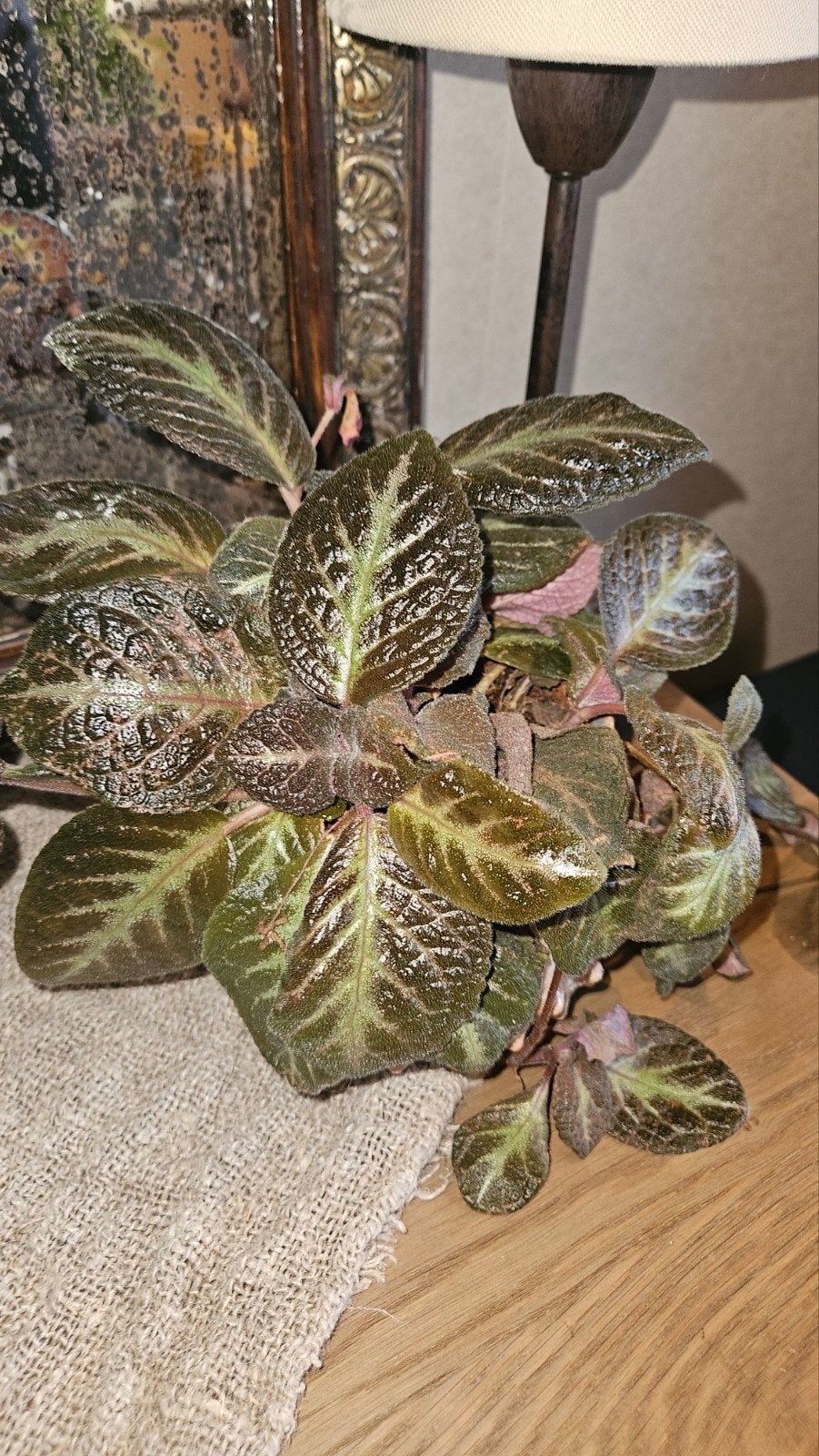 Episcia Cupreata - Vlammende Viool, Huis en Inrichting, Kamerplanten, Ophalen, Halfschaduw, Minder dan 100 cm