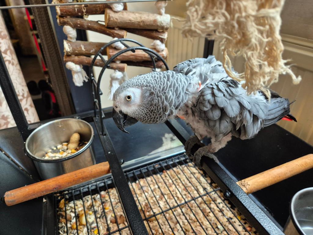 Te koop grijze roodstaart, Dieren en Toebehoren, Vogels | Parkieten en Papegaaien, Mannelijk, Papegaai