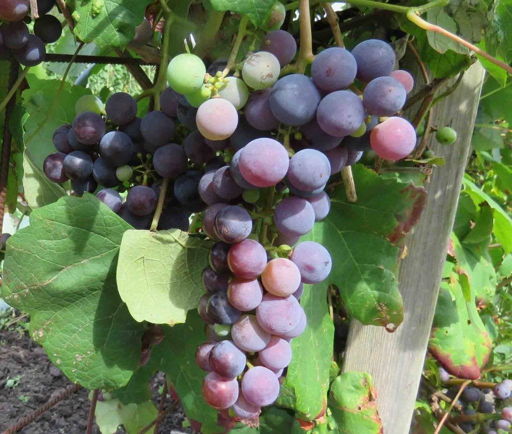 Druif, vaste plant  5 euro, Ophalen, Volle zon, Vaste plant, Bloeit niet