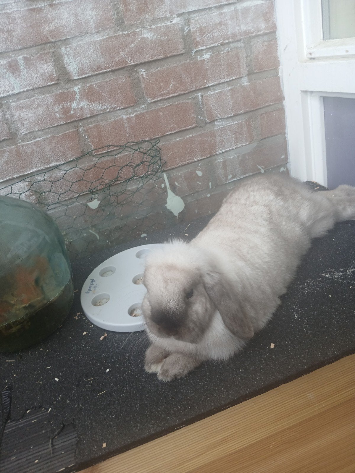 Lob konijn, Dieren en Toebehoren, Konijnen, Vrouwelijk, Dwerg
