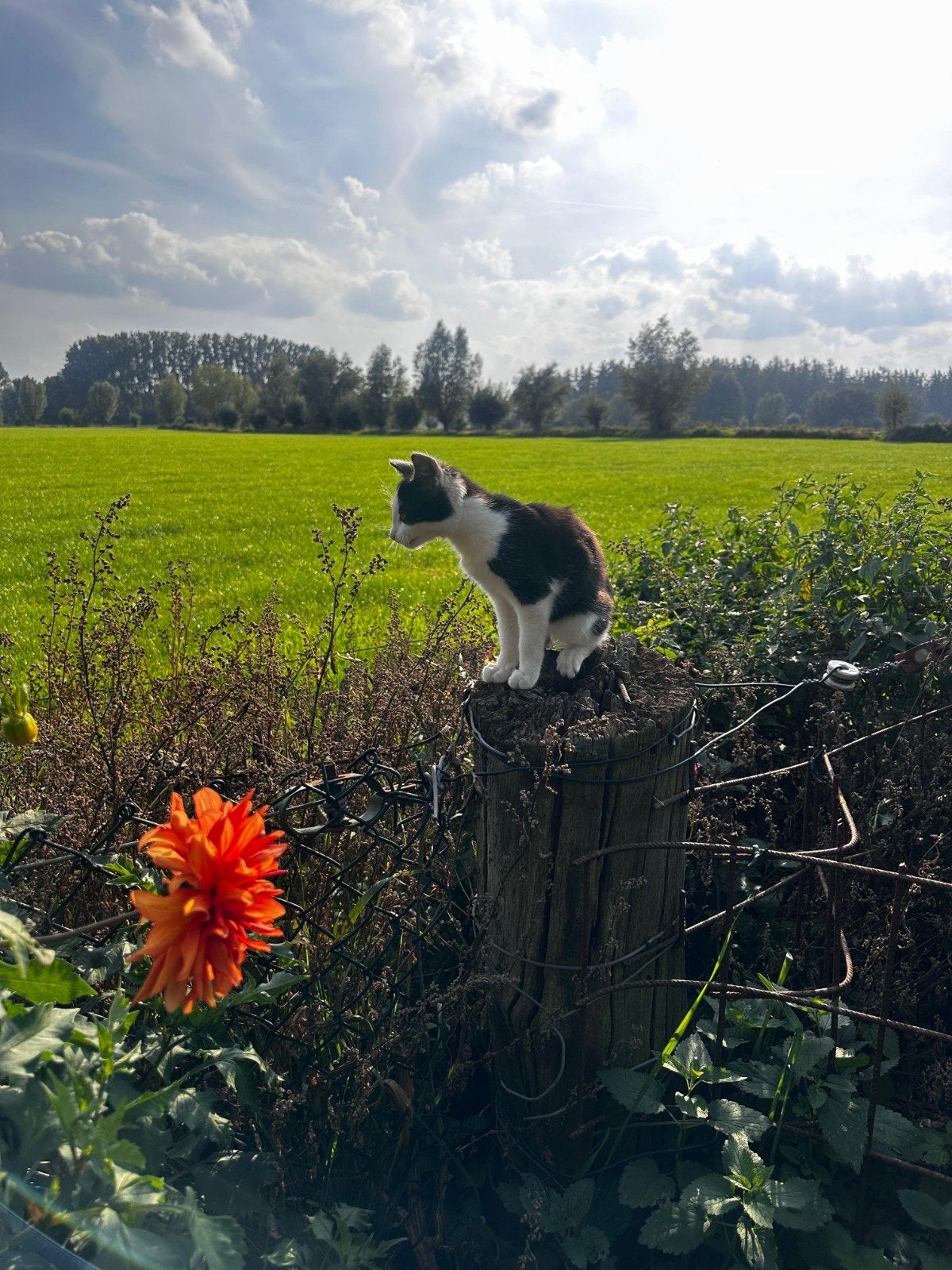 Gratis, lieve jonge zwart/witte kater., Kater, Kortharig, 0 tot 2 jaar