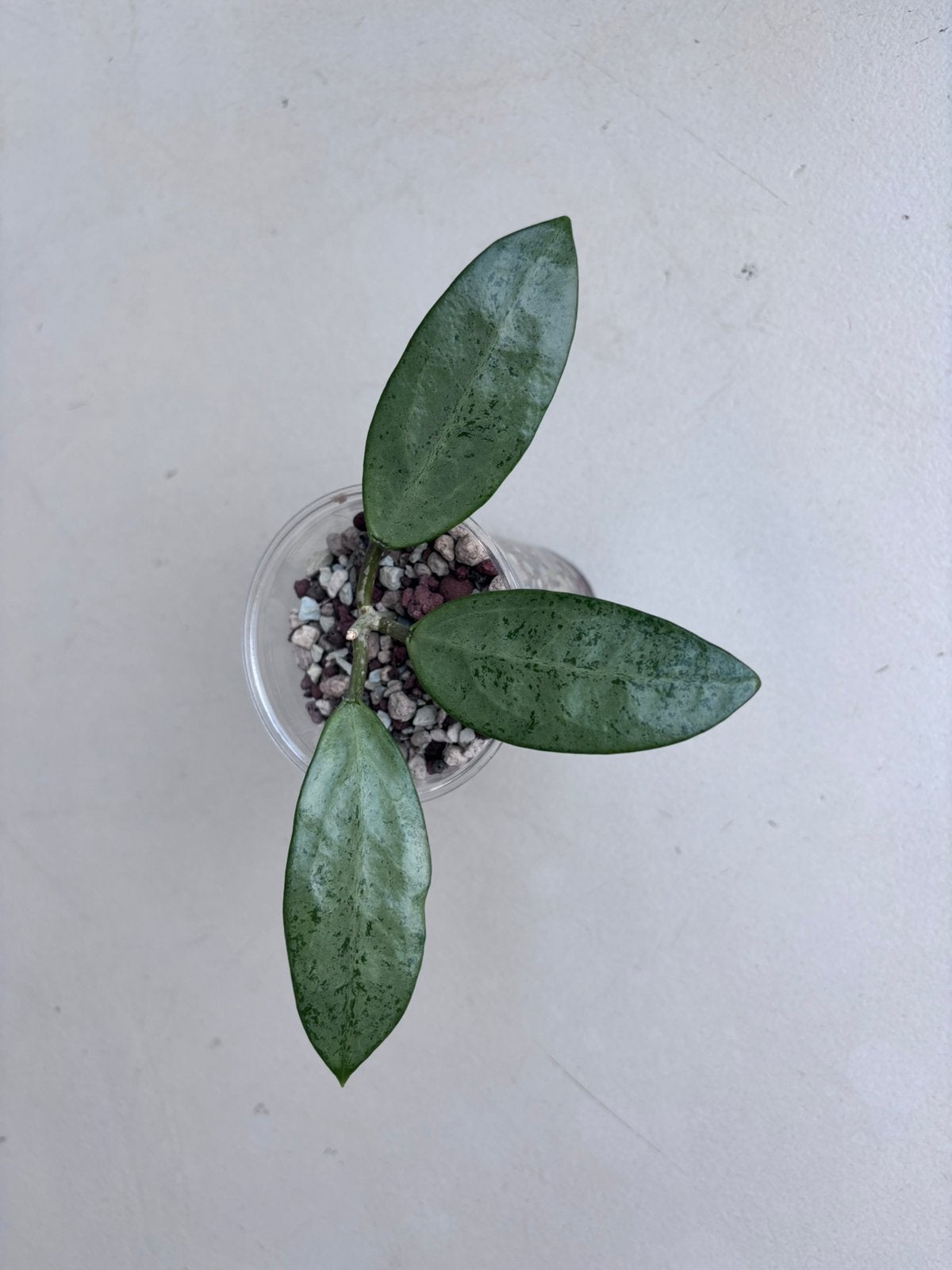 Hoya Silver Lady, Huis en Inrichting, Ophalen of Verzenden, Halfschaduw, Minder dan 100 cm