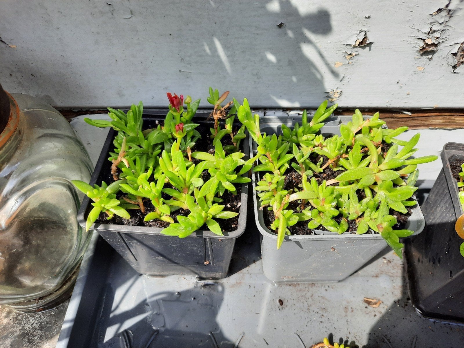 Vaste ijsbloem, Delosperma, oranje met paars hart., Ophalen