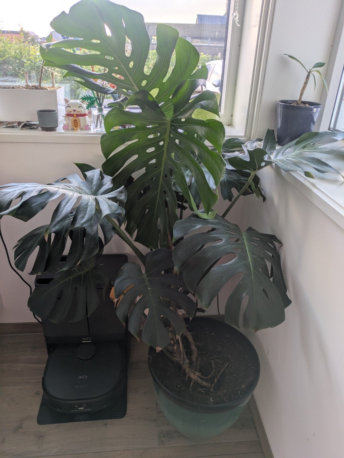 Monstera gatenplant 1m+ Meerstad, Groene kamerplant, Ophalen, Halfschaduw, 100 tot 150 cm
