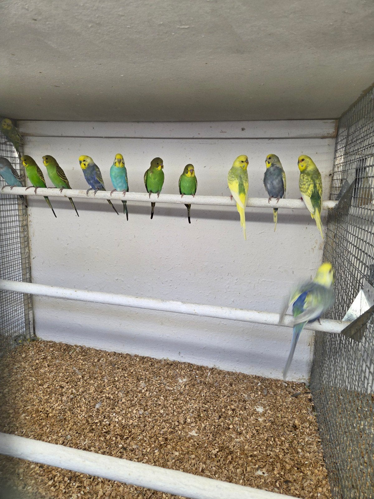Grasparkieten en regenbogen, Dieren en Toebehoren, Vogels | Parkieten en Papegaaien, Meerdere dieren, Parkiet, Tam
