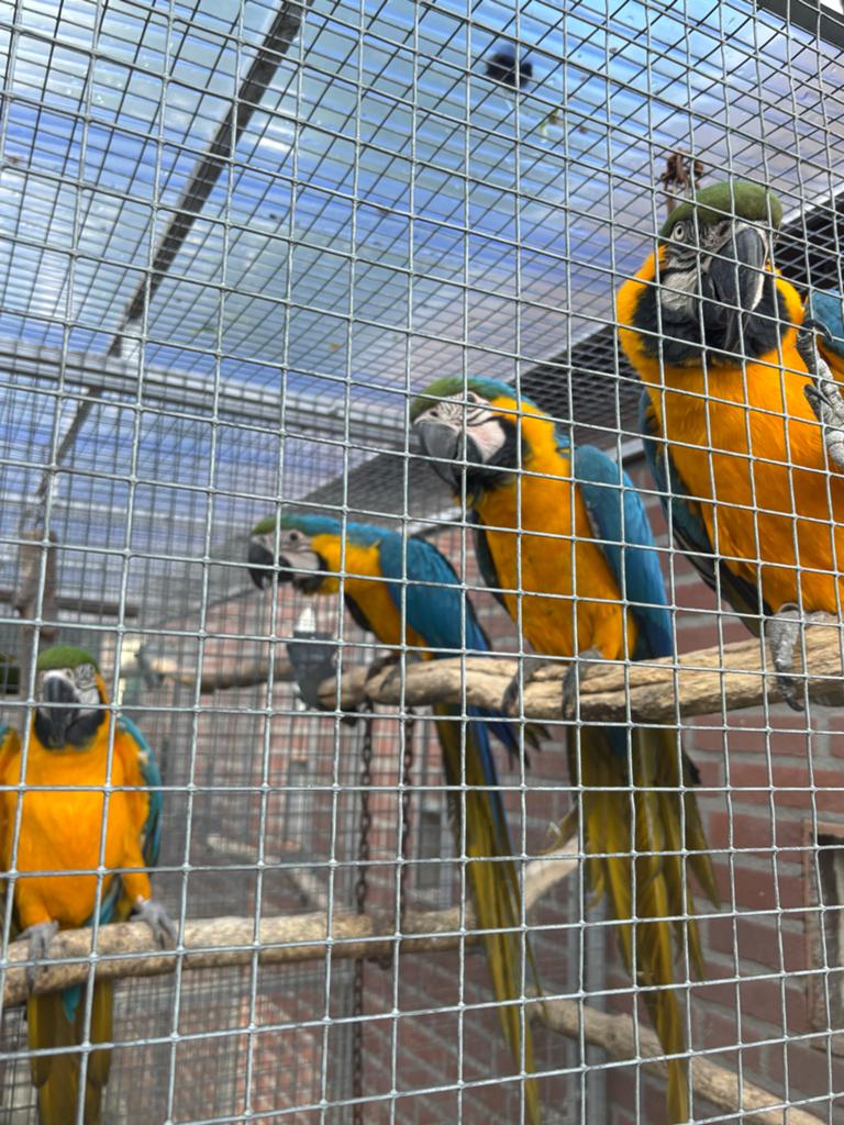 Te koop 2-0 Ara’s, Dieren en Toebehoren, Vogels | Parkieten en Papegaaien, Mannelijk, Papegaai, Tam