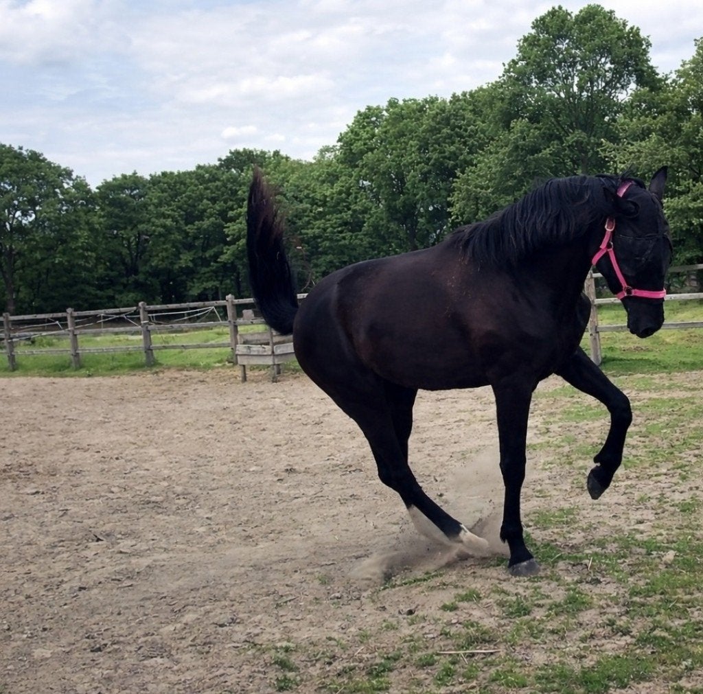 Bloedmooie grote ruin v. Extreme U.S, Dieren en Toebehoren, Paarden, Met stamboom, Ruin, Dressuurpaard, 0 tot 2 jaar
