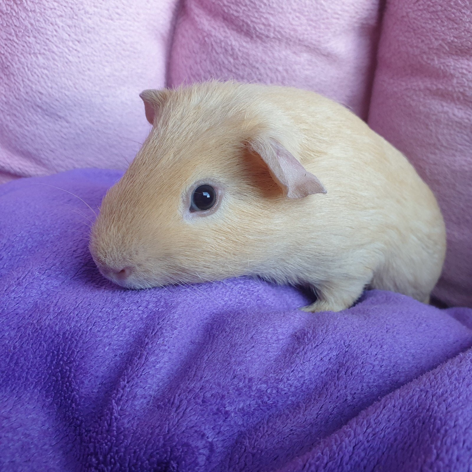 Skinnydrager gladhaar cavia beertje, Dieren en Toebehoren, Knaagdieren, Mannelijk, Cavia, April
