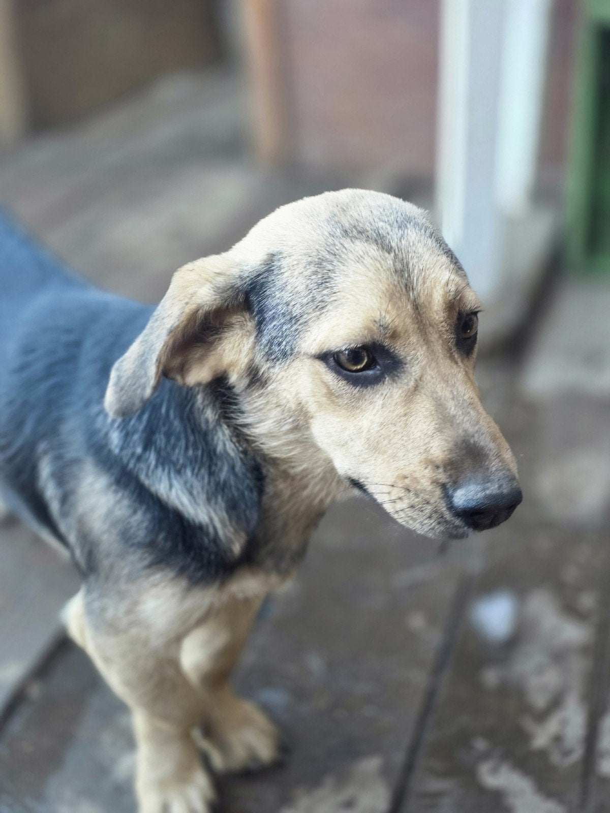Paulina zoekt baasje, Dieren en Toebehoren, Honden | Niet-rashonden, Particulier, 1 tot 2 jaar, Buitenland, Teef