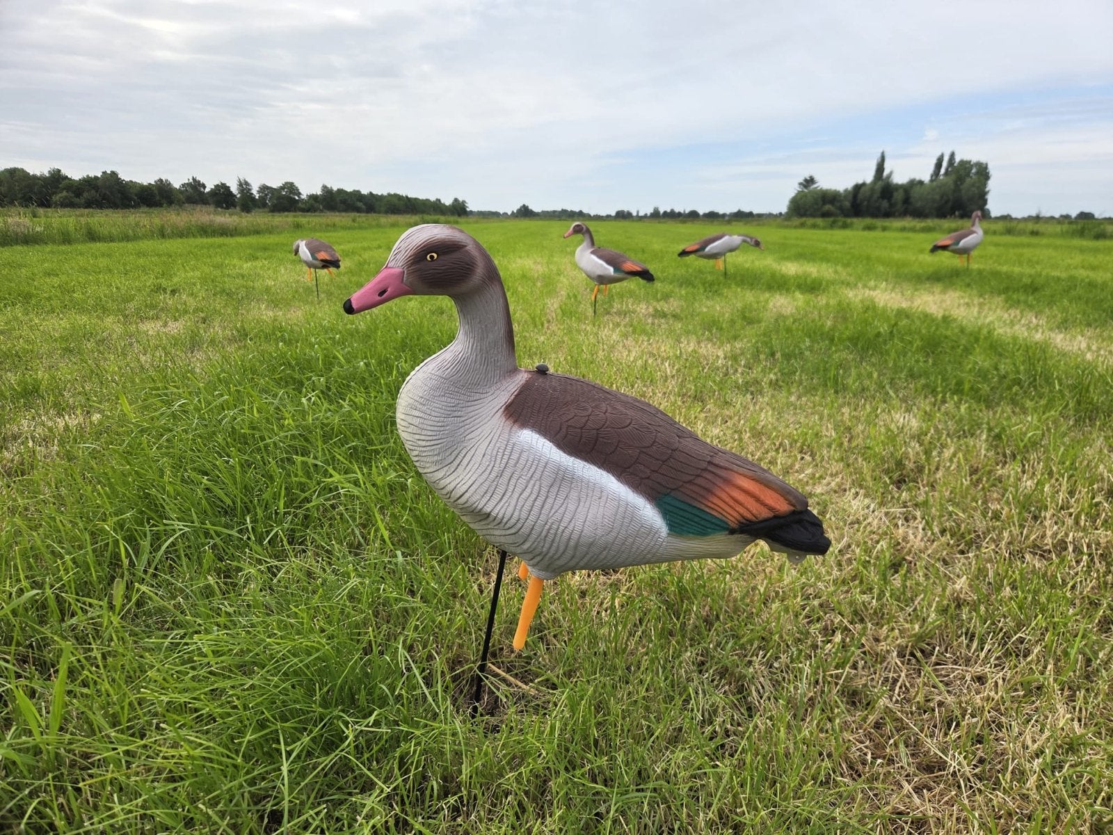 Nieuwe Lokganzen: Nijlgans, Ophalen, Nieuw
