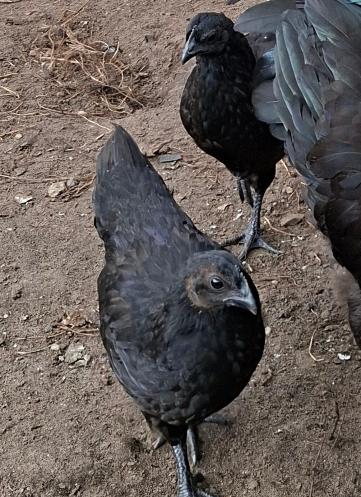 Te koop jonge ayam cemani twee haantjes en twee hennetjes, Meerdere dieren, Kip