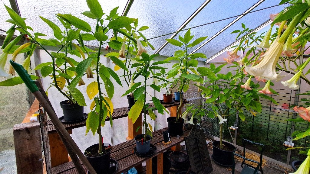 Brugmansia's, Volle zon, Vaste plant, Herfst, Ophalen