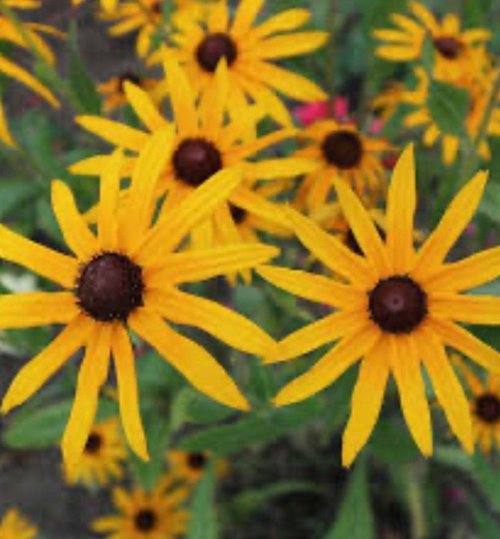 Gele Zonnehoed (Rudbeckia) - Bloeit volgende zomer, Tuin en Terras, Planten | Tuinplanten, Vaste plant, Overige soorten, Volle zon