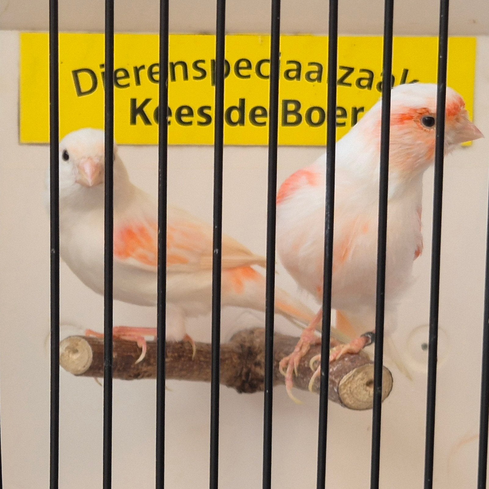 rood mozaïek kanaries, Dieren en Toebehoren