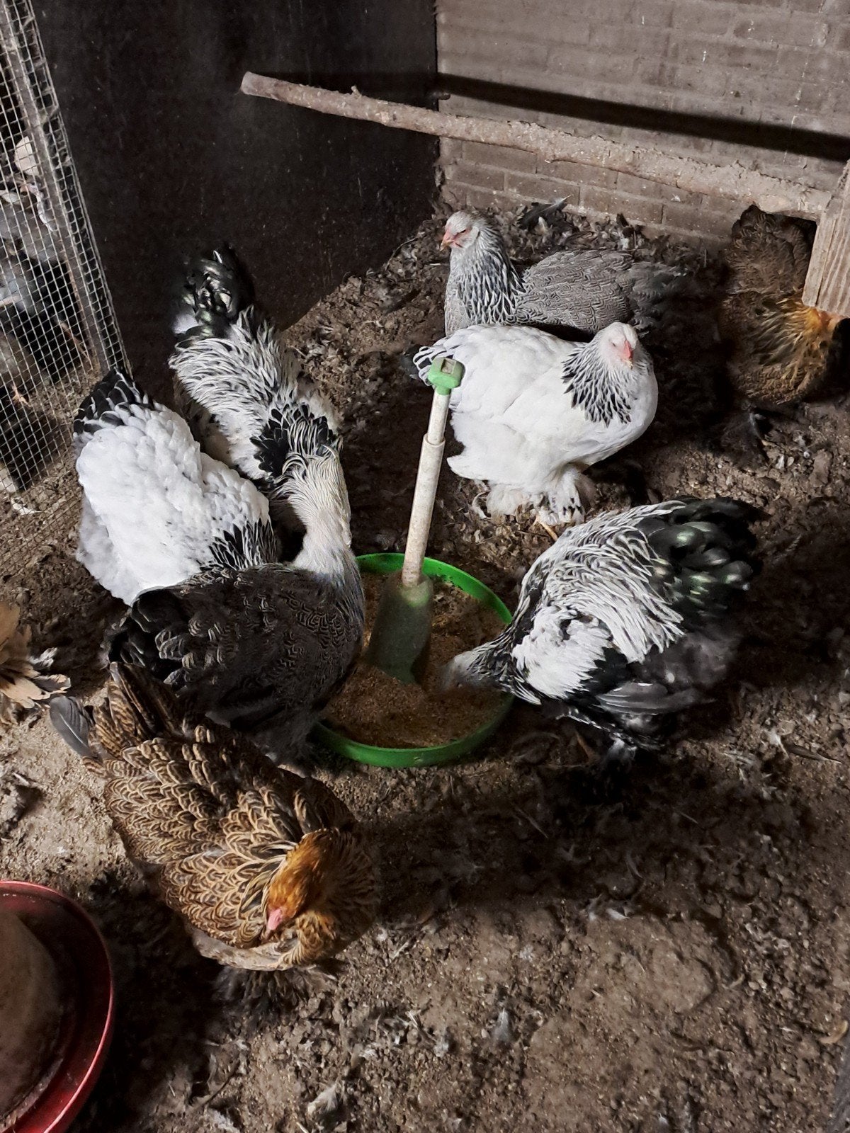 brahma groot kippen te koop, Meerdere dieren, Kip