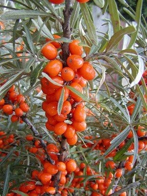Hippophae rhamnoides, Duindoorn, inheems, Ophalen of Verzenden, Overige soorten, Struik, Minder dan 100 cm