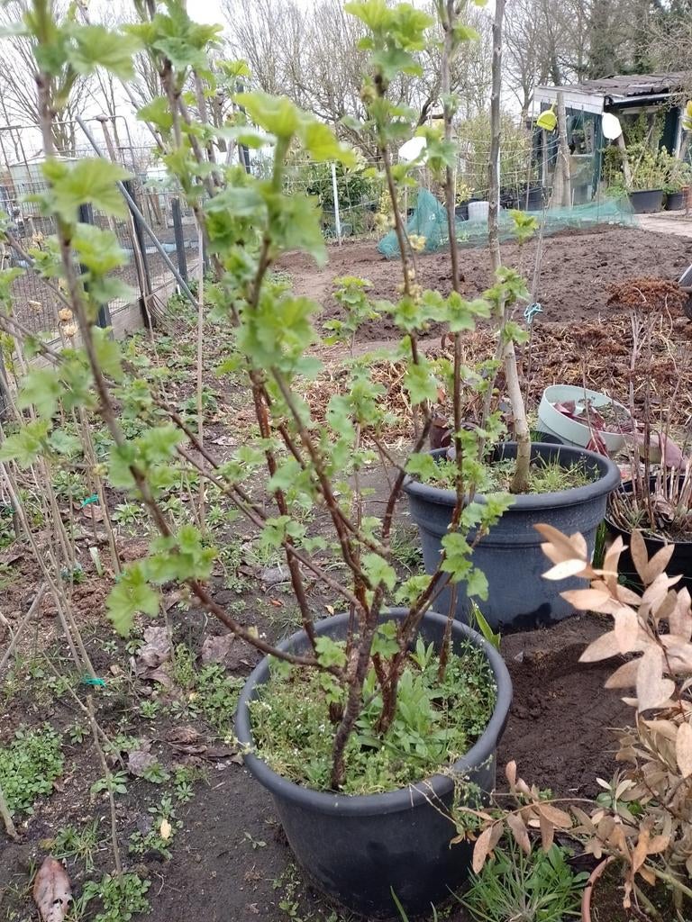 Rode bessen struik / plant, Ophalen, Overige soorten, Struik