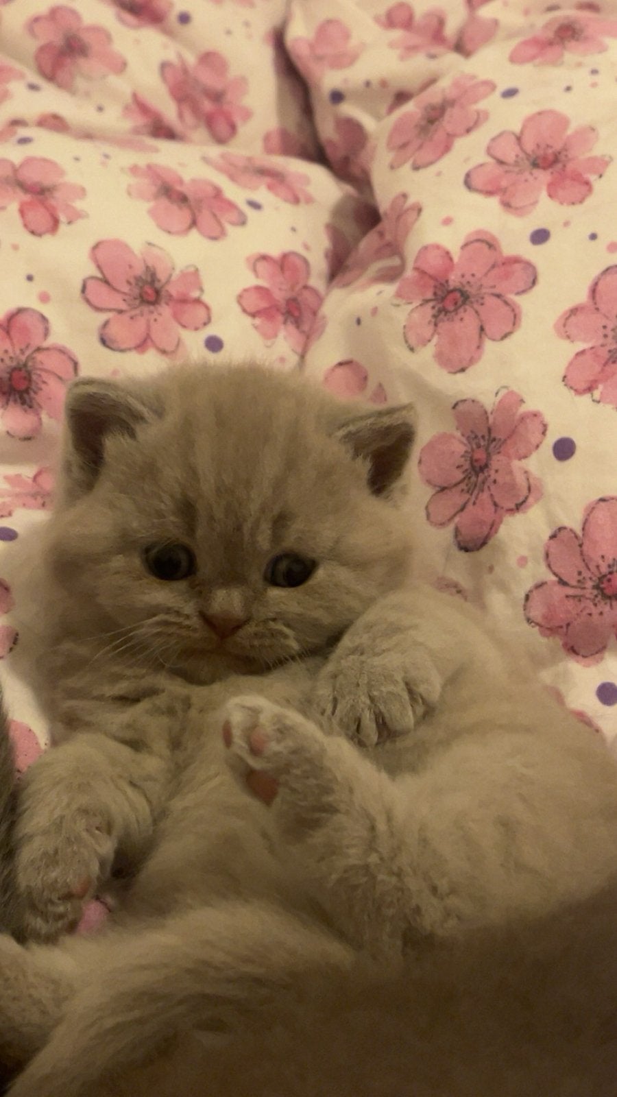 Britskorthaar kitens, Dieren en Toebehoren, Geslacht onbekend, Ontwormd