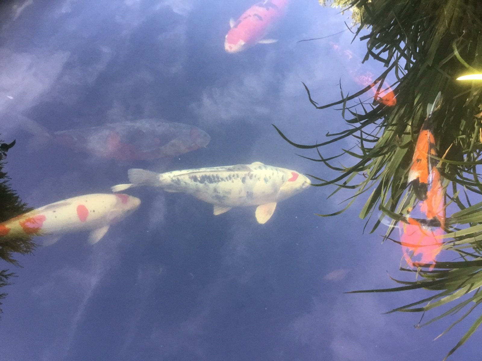 Deze zwart witte met rood mag mijn vijver verlaten 60 cm, Dieren en Toebehoren, Karper of Koi