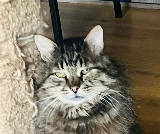 Als ogen konden vertellen… Kesha’s verhaal, Kater, Langharig, 3 tot 5 jaar