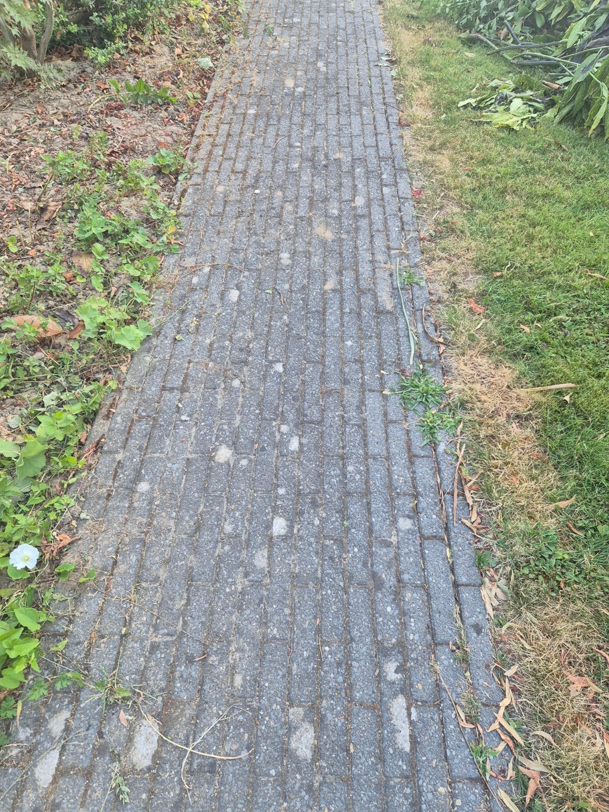 Gebruikte betonnen klinkers voor oprit of terras, Tuin en Terras, Tegels en Klinkers, Ophalen, Gebruikt, Klinkers, 10 m² of meer