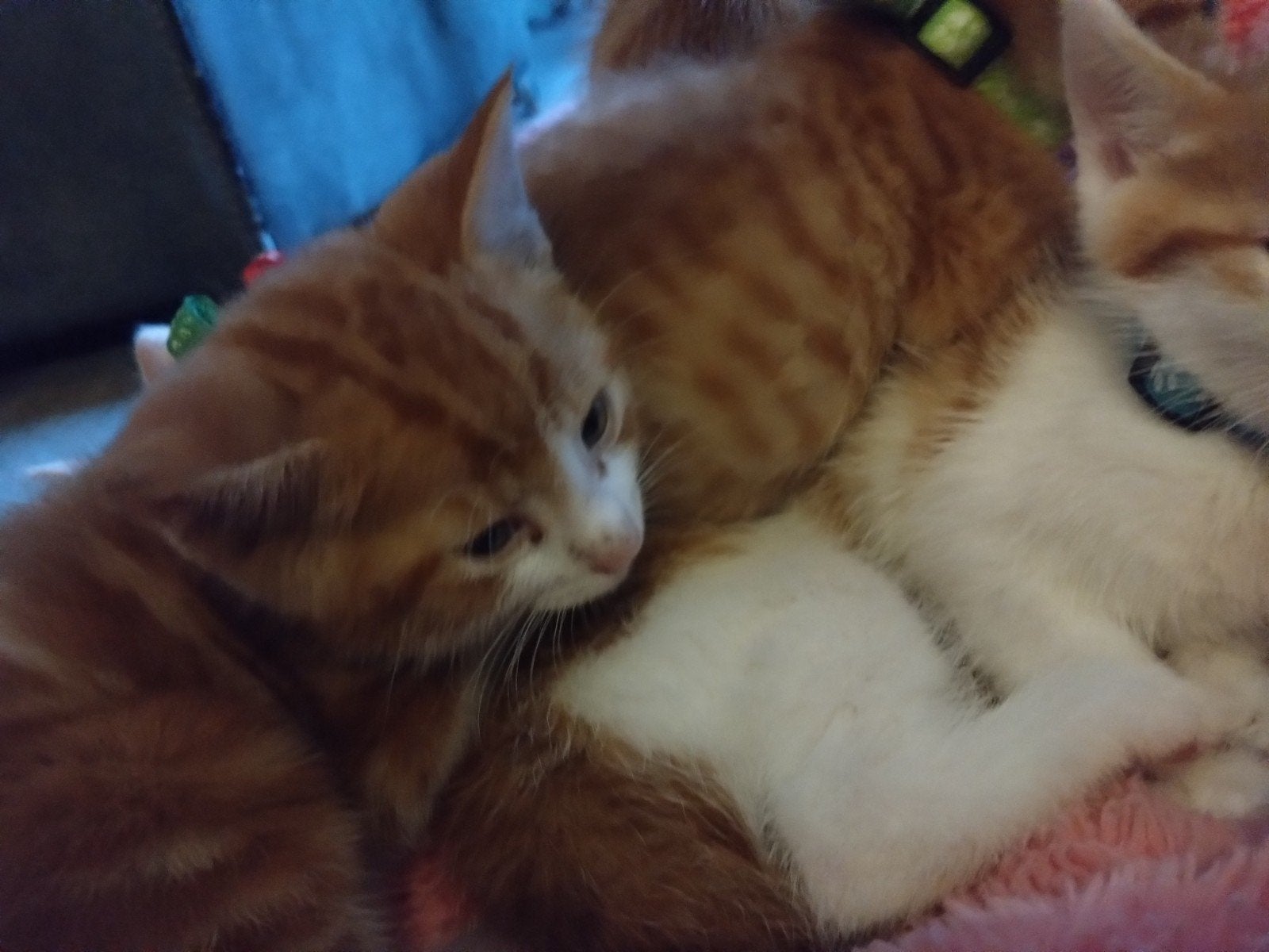 Lieve rode boerderijkittens te koop, Dieren en Toebehoren, Meerdere dieren, Ontwormd