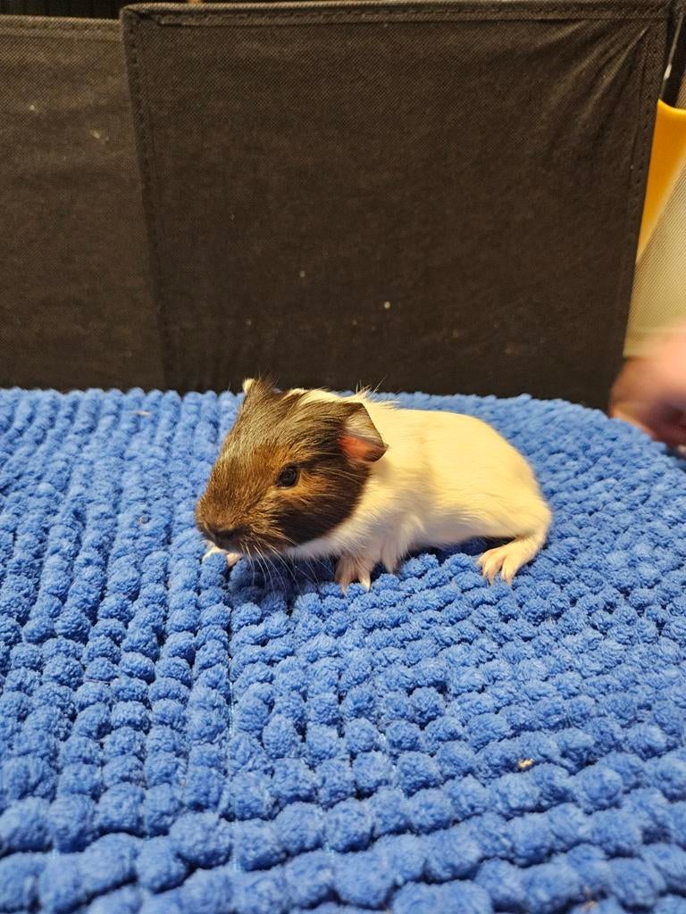 Jonge cavia beertjes, Cavia, April, Mannelijk, Tam