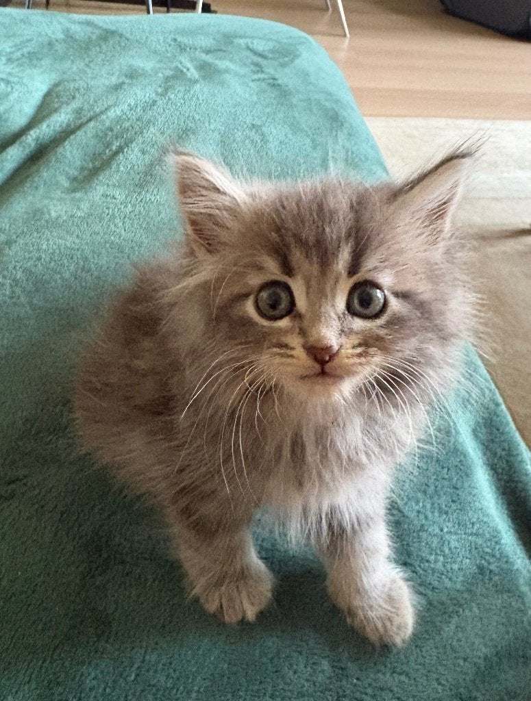 Siberische kat - nog een poes beschikbaar, Meerdere dieren, Met stamboom, 0 tot 2 jaar