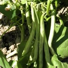 Stamslabonen Prelude - 15 zaden €1,- , biologisch geteeld, Tuin en Terras, Ophalen of Verzenden, Voorjaar, Volle zon, Zaad