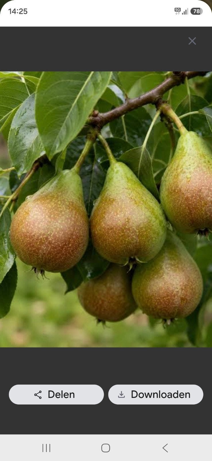 gieserwildeman stoofperen, Ophalen, Minder dan 100 cm, Overige soorten