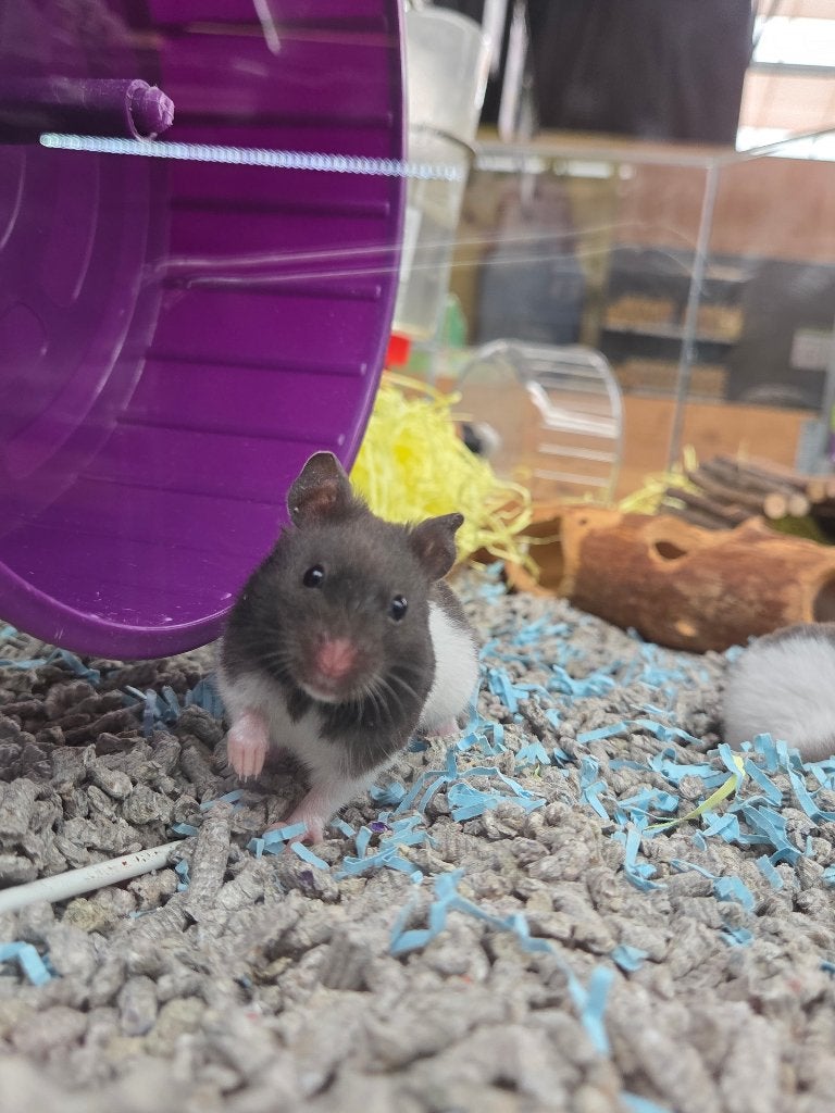 Mannetjes hamsters, Dieren en Toebehoren, Augustus, Mannelijk, Hamster