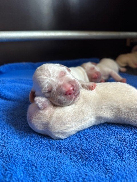 Raszuivere golden retriever pups, in huis opgegroeid., Golden retriever, 8 tot 15 weken, Meerdere, Meerdere dieren