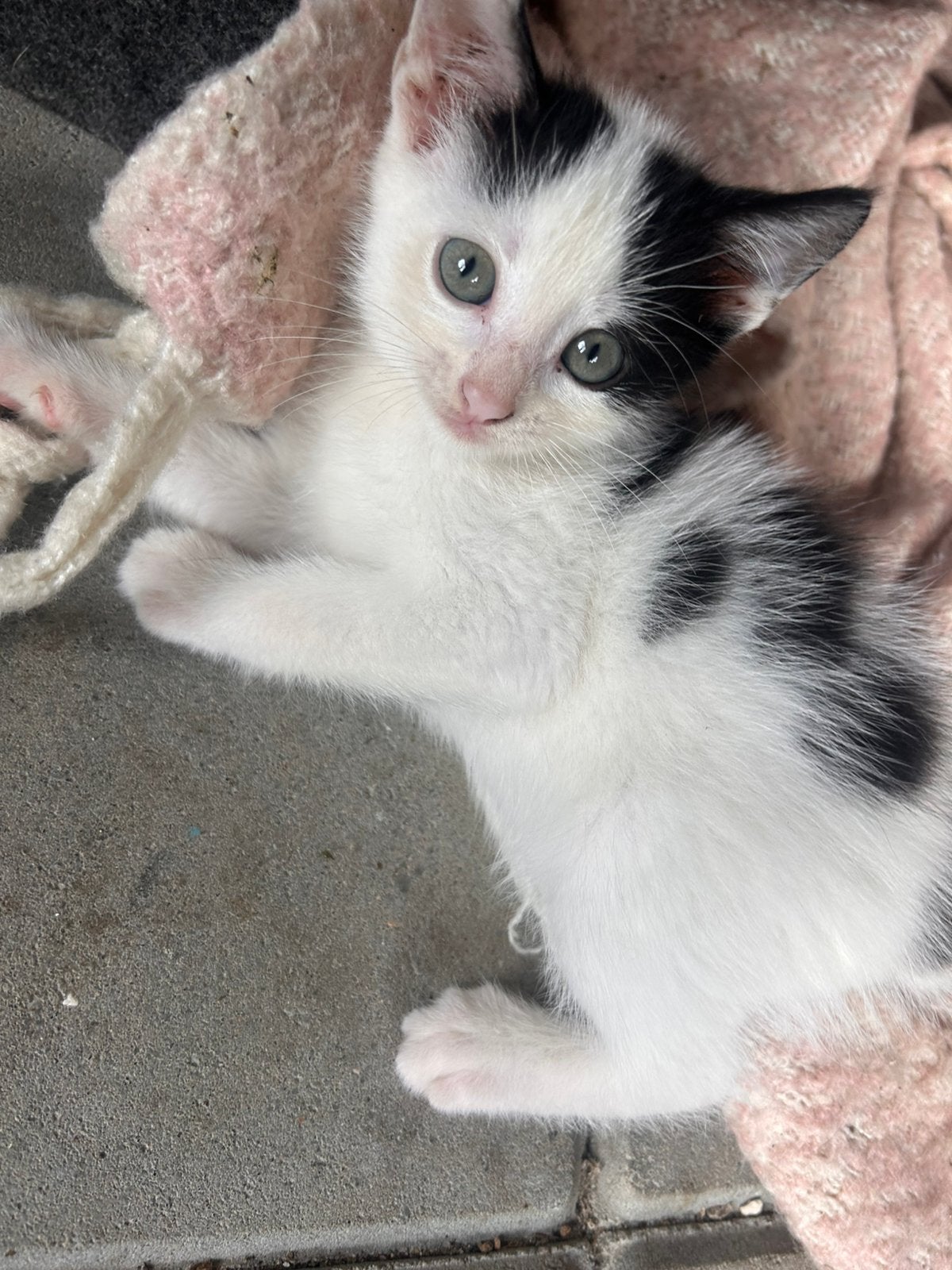 Kittens bijna 8 weken !! Zwart-wit, Meerdere dieren