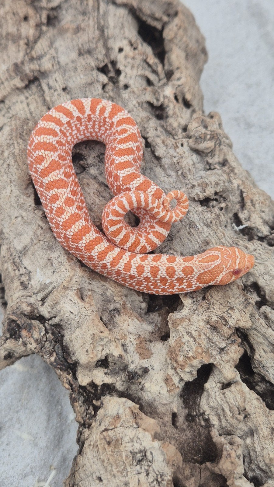 Exred albino haakneusslang Hognose Snake photo 3