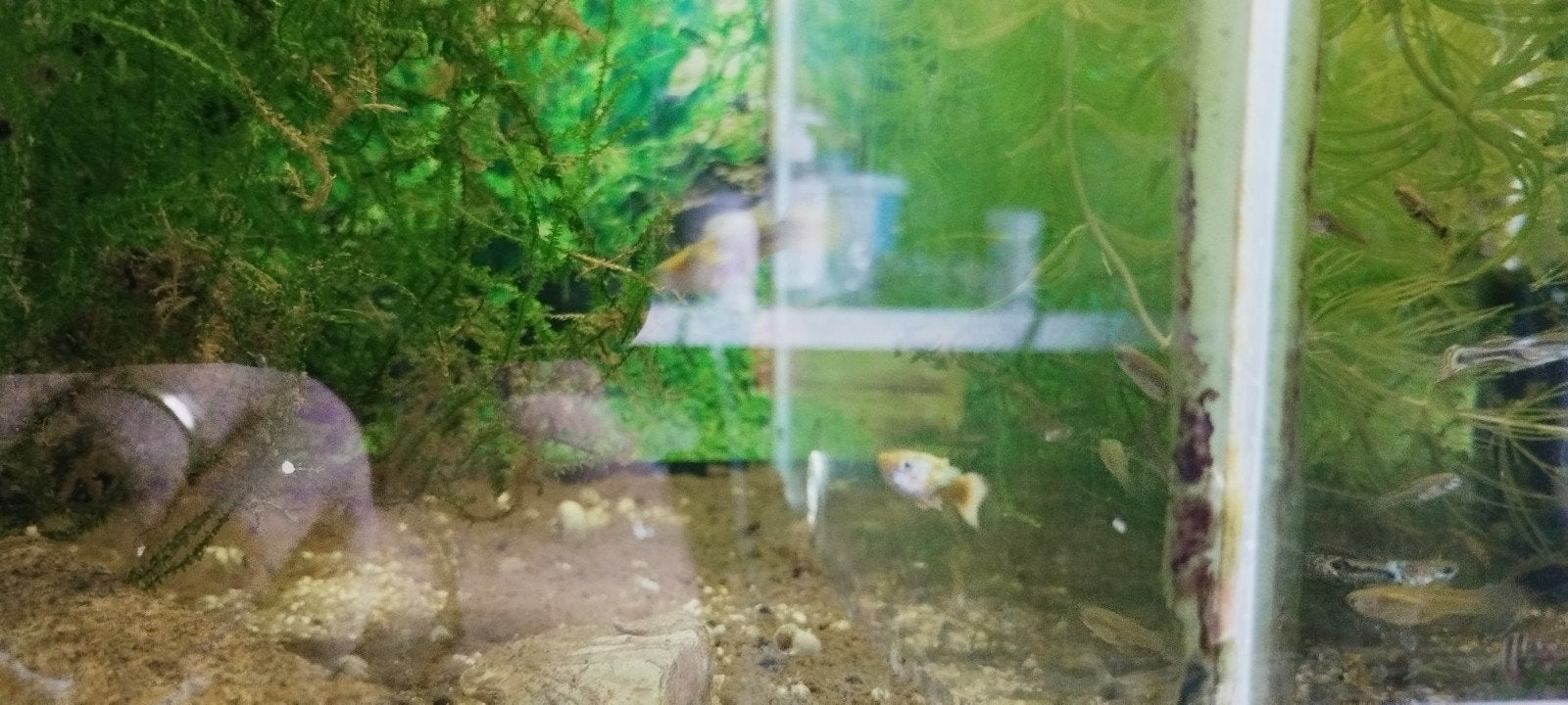 24k gold guppy, Man., Dieren en Toebehoren, Vissen | Aquariumvissen, Vis, Zoetwatervis