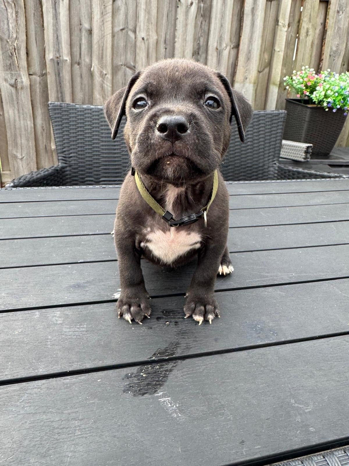 prachtige amerikaanse stafford pups, Dieren en Toebehoren, Honden | Jack Russells en Terriërs, Parvo, 8 tot 15 weken, American Staffordshire Terriër
