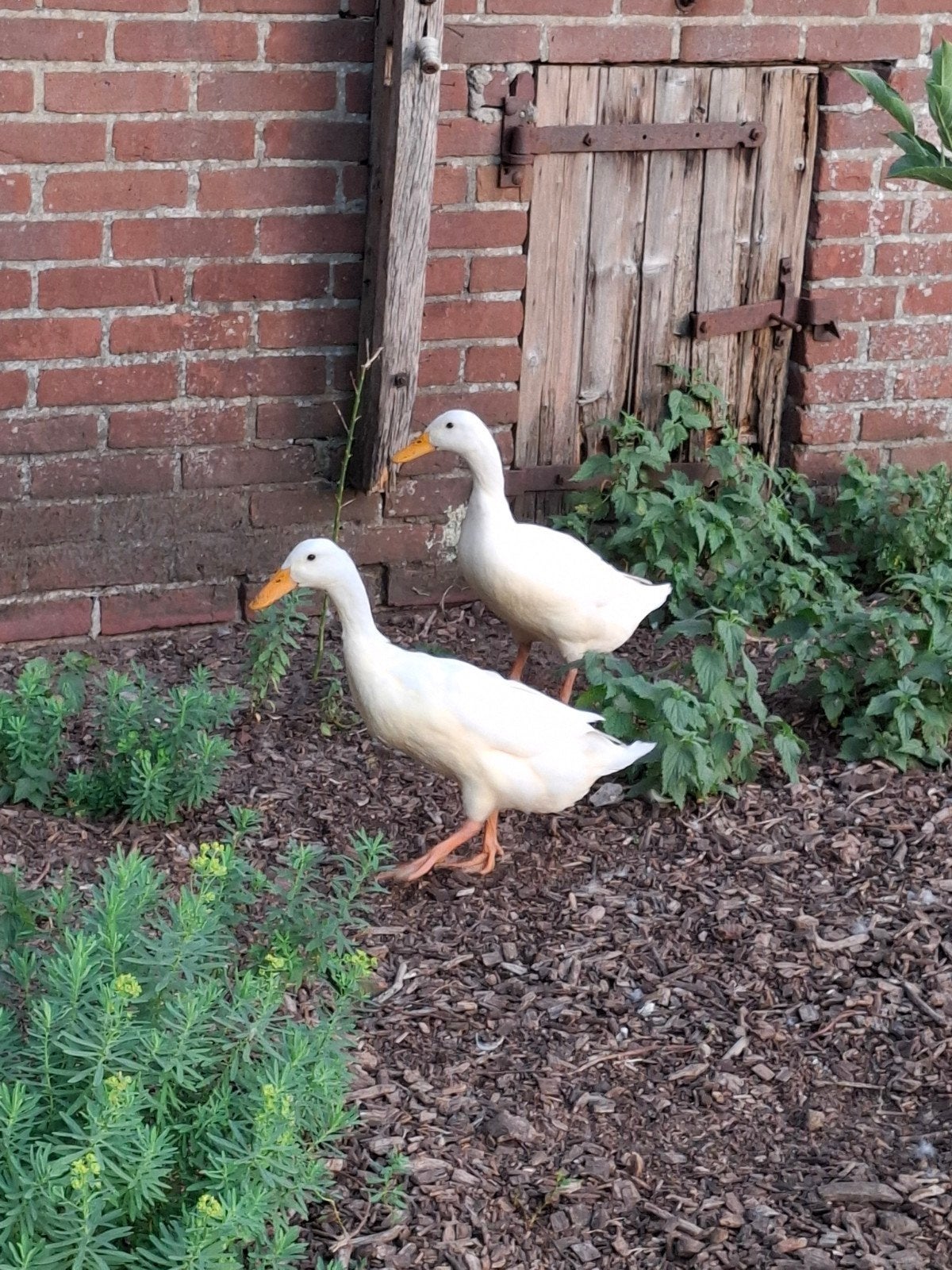loopeenden/fleseenden, Dieren en Toebehoren, Pluimvee, Vrouwelijk, Eend