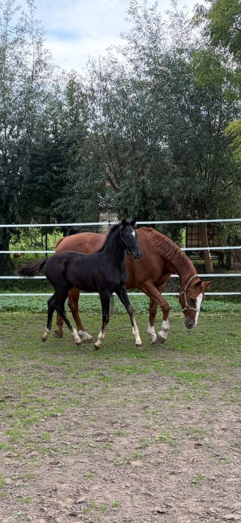Zwart merrieveulen, Dieren en Toebehoren, Merrie, Dressuurpaard, Met stamboom, 0 tot 2 jaar