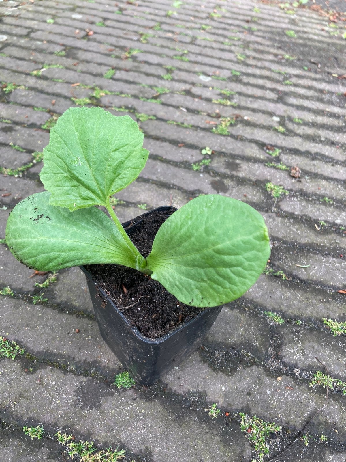 Pompoen plantjes, Ophalen, Eenjarig, Groenteplanten, Volle zon